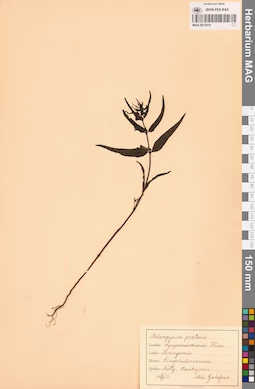 MAG 0013510