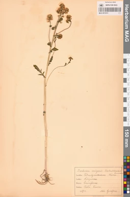 MAG 0013513