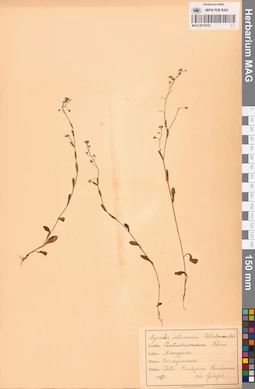 MAG 0013518