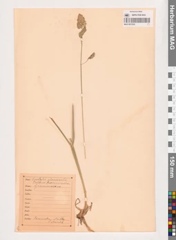 MAG 0013520