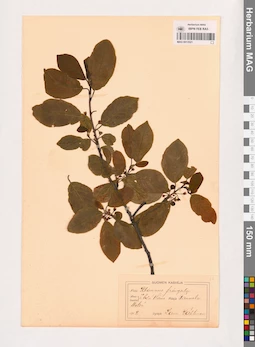 MAG 0013521