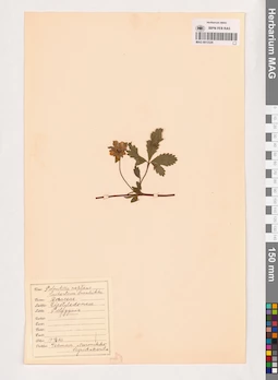 MAG 0013526