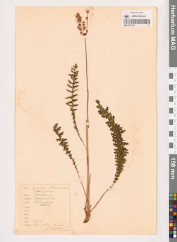 MAG 0013527