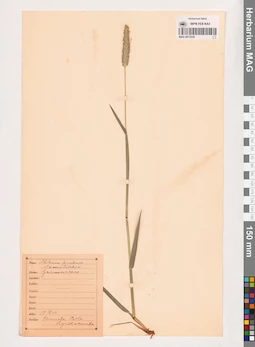 MAG 0013530
