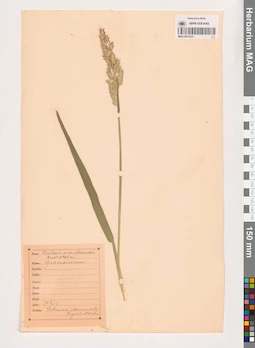 MAG 0013531