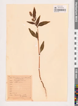 MAG 0013534