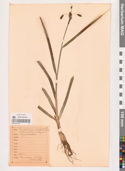 MAG 0013535
