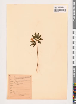 MAG 0013537