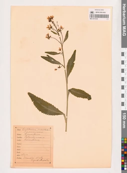 MAG 0013538