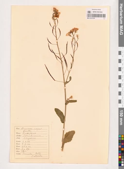 MAG 0013539