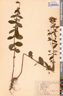 MAG 0013546