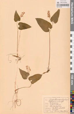 MAG 0013549