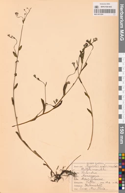 MAG 0013554
