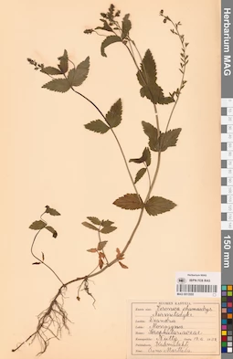 MAG 0013555