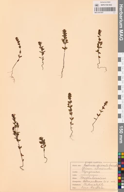 MAG 0013557