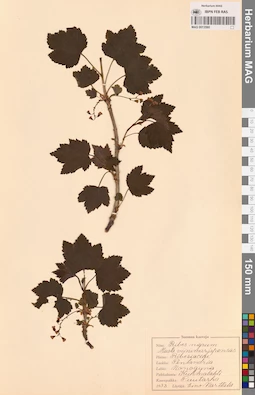 MAG 0013560