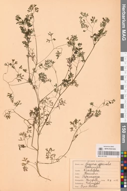 MAG 0013562