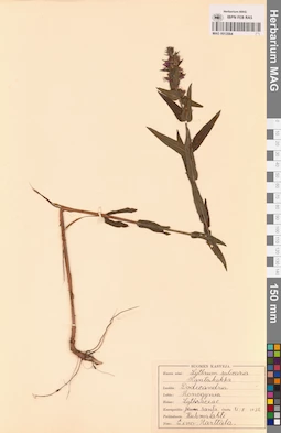 MAG 0013564