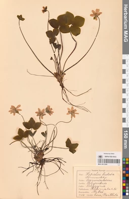 MAG 0013566