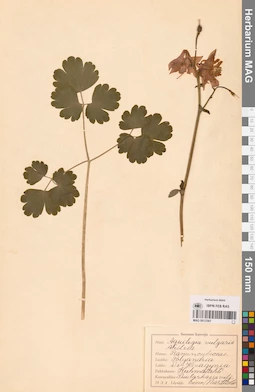 MAG 0013567