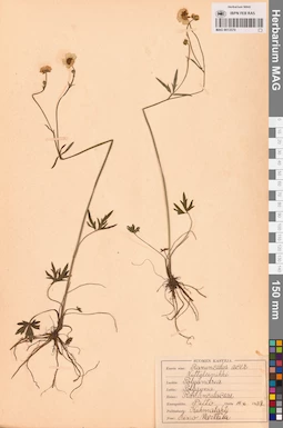 MAG 0013570