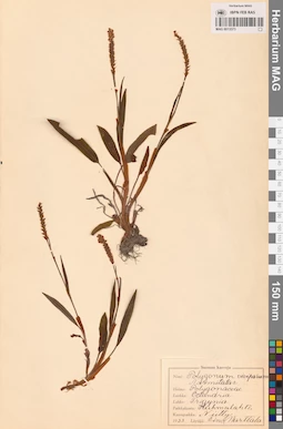 MAG 0013573