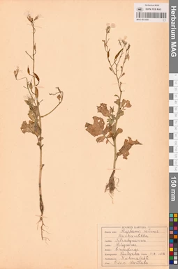MAG 0013581