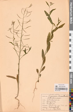 MAG 0013582