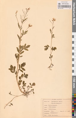 MAG 0013583