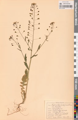 MAG 0013584