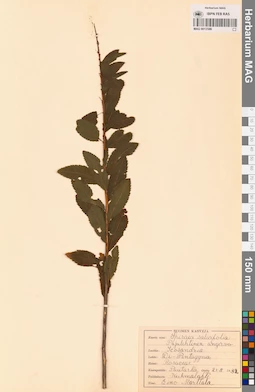 MAG 0013586