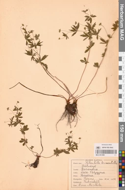MAG 0013589