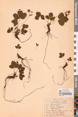 MAG 0013590
