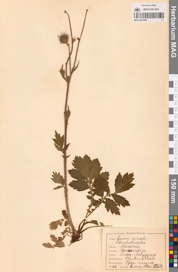 MAG 0013594