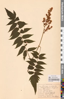 MAG 0013596