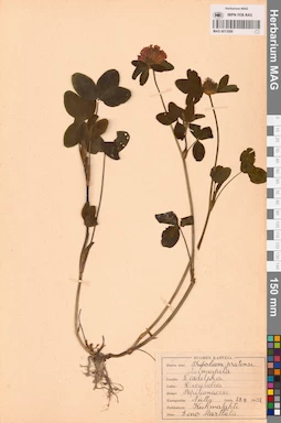 MAG 0013598