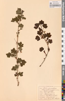 MAG 0013599