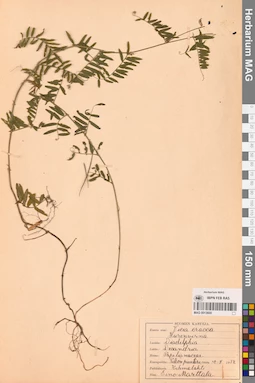 MAG 0013600
