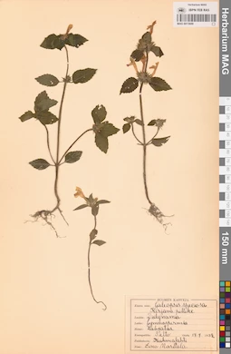 MAG 0013609