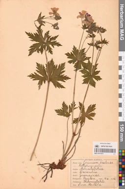 MAG 0013610