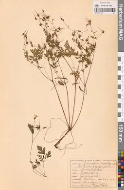 MAG 0013611