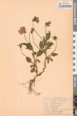 MAG 0013613