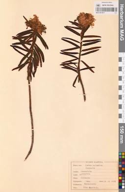 MAG 0013617