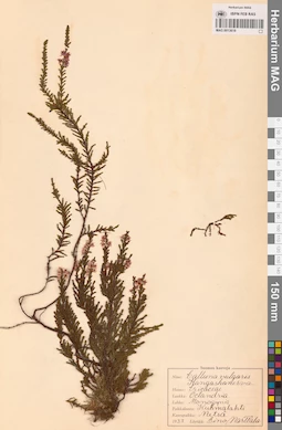 MAG 0013618