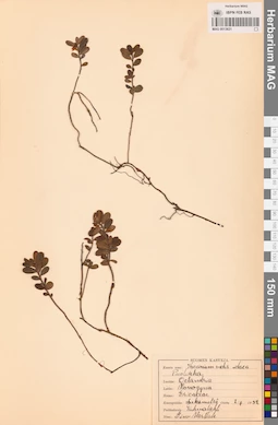 MAG 0013621