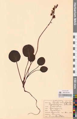 MAG 0013622
