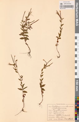 MAG 0013623