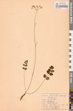 MAG 0013625