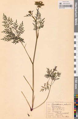 MAG 0013626