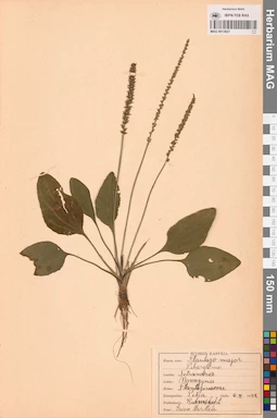 MAG 0013627